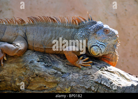 Grüner Leguan oder gemeinsame Leguan, Iguana Iguana, Foz do Iguaçu, Parana, Brasilien Stockfoto