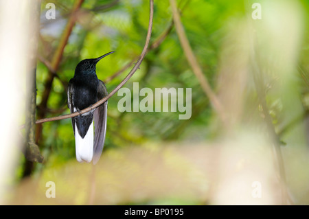 Schwarzen Jakobiner Kolibri, Florisuga Fusca, Foz Do Iguaçu, Parana, Brasilien Stockfoto