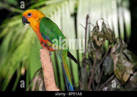 Jandaya-Sittich, Aratinga Jandaya, (captive) Foz Do Iguaçu, Parana, Brasilien Stockfoto