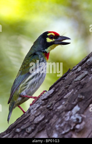 Ein Kupferschmied Barbet (Megalaima Haemacephala) thront auf einem Baumstamm. Stockfoto