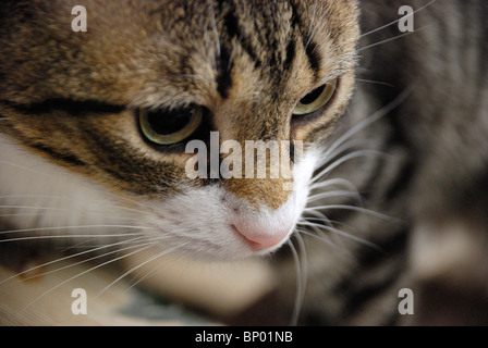 Tabby Katze mit festen starren Stockfoto