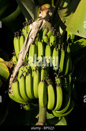 Bananen wachsen auf einem Baum, Madagaskar Stockfoto