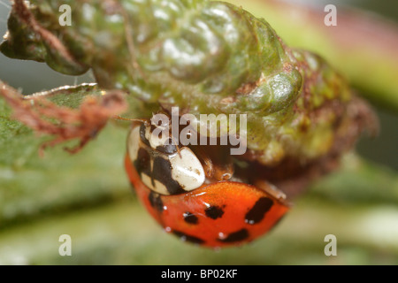 Harmonia Axyridis, Asian Lady Beetle. Auch als japanische Marienkäfer oder Harlekin-Marienkäfer Stockfoto