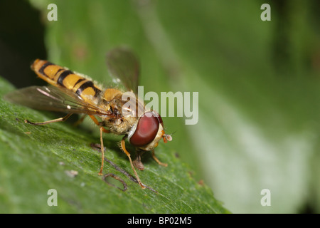 Episyrphus Balteatus, die Marmelade Hoverfly Restiung auf einem Blatt Stockfoto