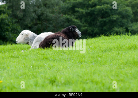 Ein Herdwick Schaf mit ihr Neugeborenes Lamm im Lake District Stockfoto