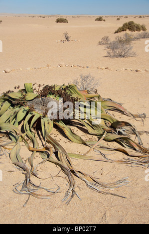 Afrika, Namibia, Walvis Bay. Namib-Naukluft-Nationalpark. Endemische seltene Welwitschia Pflanze (männlich). Stockfoto