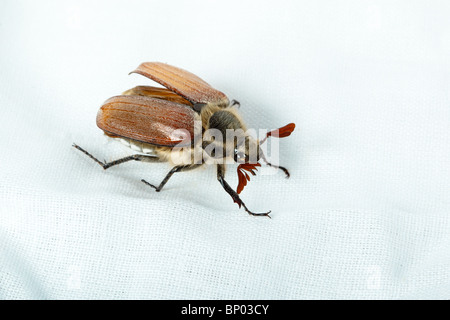 Käfer vor der weißen Hintergrund isoliert. Stockfoto