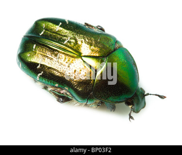 Käfer vor der weißen Hintergrund isoliert. Stockfoto
