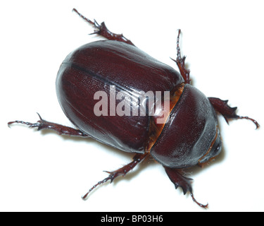 Käfer vor der weißen Hintergrund isoliert. Stockfoto