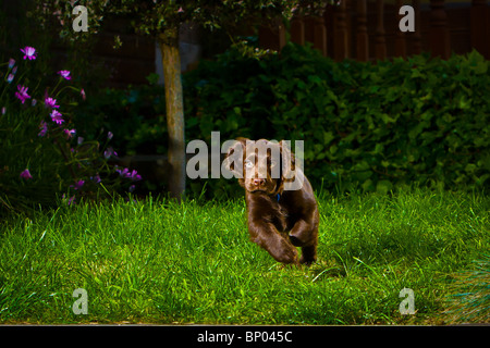 Braune Cocker Spaniel Welpen laufen Stockfoto