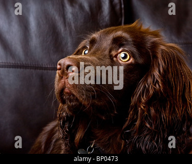 Porträt des einen braunen Working Cocker spaniel Stockfoto