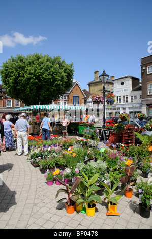 Markt-Händler verkaufen Topfpflanzen Pflanzen und Blumen an einem Stand an dem Platz Petersfield Marktflecken in Hampshire UK Stockfoto