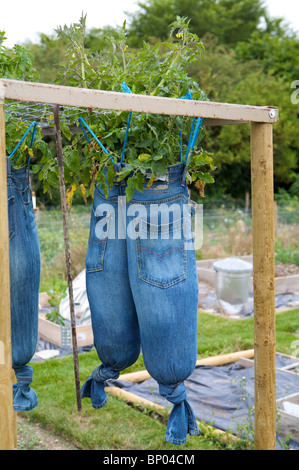 Koppeln von alten Denim-Jeans, Tomaten in Pflanzen verwendet Stockfoto