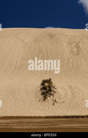 Der Te Paki Dampf und Sanddünen im neuen Neuseelands Northland. Stockfoto