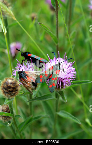 Die sechs-Spot Burnet (Zygaena Filipendulae) ist ein Tag-fliegen Motten der Familie Zygaenidae. Berkshire, England, Vereinigtes Königreich. Stockfoto