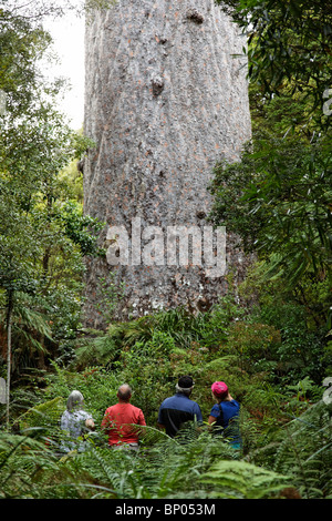 Blick auf die 2000 Jahre alte Tane Mahuta Kauri-Baum im Waipoua Forest, New Zealand Stockfoto