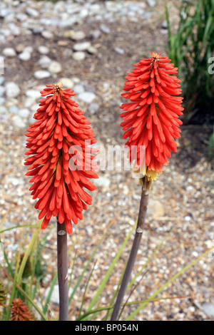 Red Hot Poker Kniphofia Uvaria Blütenköpfe wachsen in Surrey England UK Stockfoto