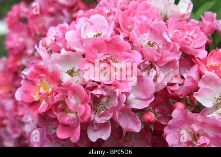 Eng gebündelten Blumen des Kletterns rosa rose, Surrey England UK Stockfoto