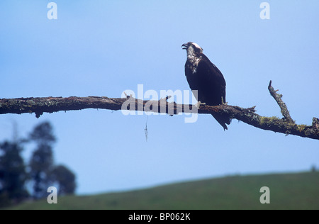 Fischadler thront auf Zweig über den Russian River, Sonoma County, Kalifornien Stockfoto