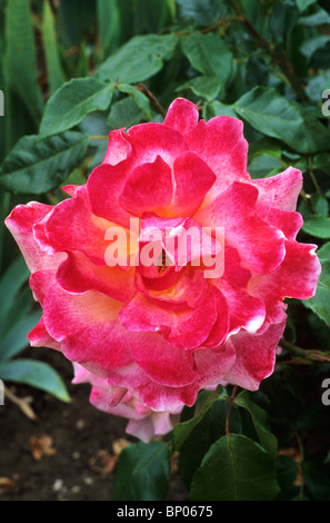 Rosa 'Belle Epoque' rosa rose Rosen Blume Blumen Garten Pflanzen Stockfoto