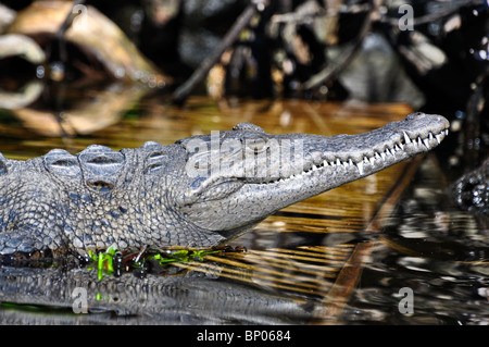 Amerikanisches Krokodil (Crocodylus Acutus) in Sonne am Flussufer. La Tovara, Nayarit, Mexiko Stockfoto