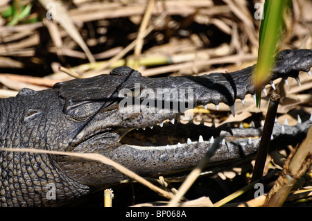 Amerikanisches Krokodil (Crocodylus Acutus) in Sonne am Flussufer. La Tovara, Nayarit, Mexiko Stockfoto