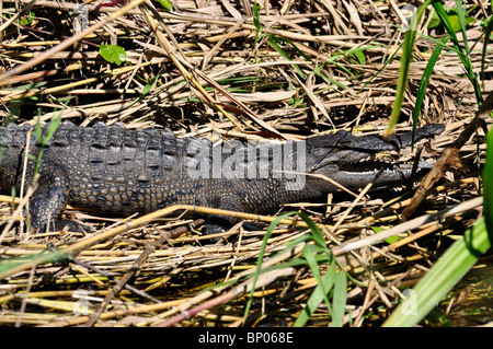 Amerikanisches Krokodil (Crocodylus Acutus) in Sonne am Flussufer. La Tovara, Nayarit, Mexiko Stockfoto