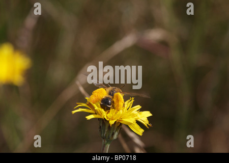 Haarigen Beinen Mining Bee, Dasypoda Hirtipes, Fütterung auf eine Blume (Asteraceae) Stockfoto