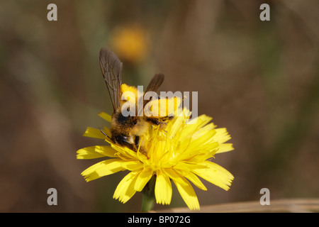 Haarigen Beinen Mining Bee, Dasypoda Hirtipes, Fütterung auf eine Blume (Asteraceae) Stockfoto