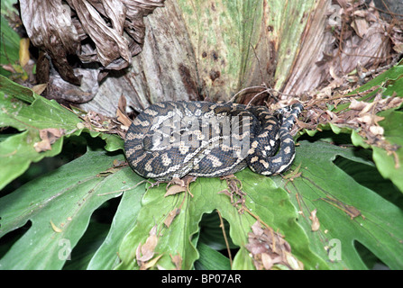 Ruht in einem Hirschhorn - The Hirschhorn befestigt hoch auf einem Baum ein Queensland Regenwald Proofs ideal für Teppich-Python Stockfoto