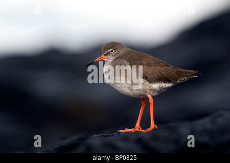 Gemeinsamen Rotschenkel Vogel Porträt stehen auf Felsen Stockfoto