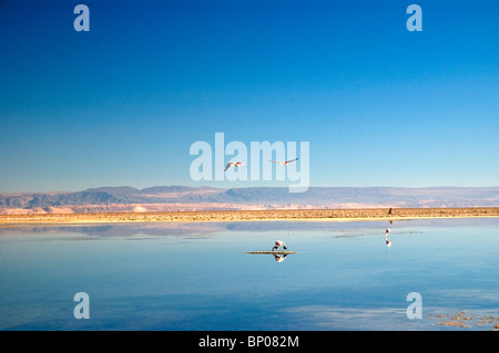 Flamingos im Flug über die Laguna de Chaxa, Soncor Sektor, Atacama-Region im Norden Chiles. Stockfoto