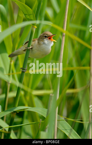 Rohrsänger. Acrocephalus Scirpaceus. singen im dichten Schilf (Phragmites). Stockfoto