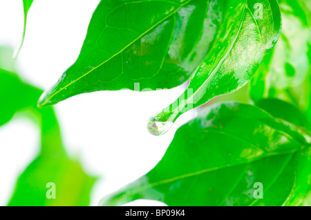Schöne grüne Blätter auf dem weißen. Stockfoto
