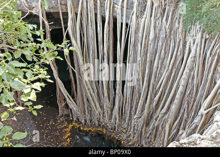 Lange Banyan (Feige, Ficus) Baumwurzeln bis Wasser aus einem Pool zu trinken, Tsimanampetsotsa Nationalpark, Atsimo-Andrefana, souith-west Madagaskar Stockfoto