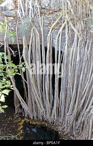 Lange Banyan (Feige, Ficus) Baumwurzeln bis Wasser aus einem Pool zu trinken, Tsimanampetsotsa Nationalpark, Atsimo-Andrefana, Süd-westen Madagaskar Stockfoto