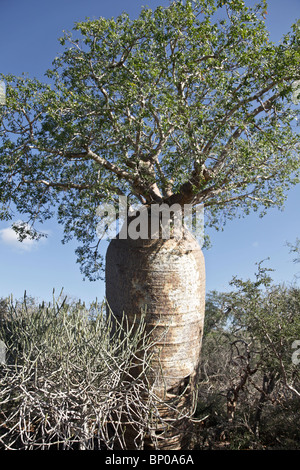 Fony Baobab Baum, Adansonia rubrostipa, Tsimanampetsotsa Nationalpark, Atsimo-Andrefana, Süd-Ost Madagaskar Stockfoto