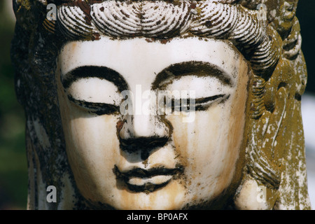 Nahaufnahme von Buddha Kopf bedeckt in Moos Stockfoto