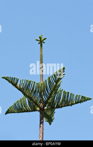 Eine junge Araucaria (Affe Puzzle Baum) in Tresco Abbey Gardens, Isles of Scilly, Großbritannien Stockfoto