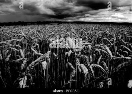 Weizen in einem Feld in der Nähe von Clare, Suffolk, England unter Gewitterhimmel. August 2010. Stockfoto