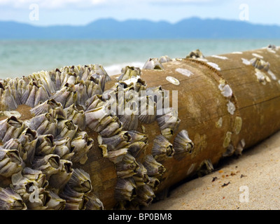 Alte Dicke Bambusstamm bedeckt mit Muscheln auf die Insel Koh Samui, Thailand Stockfoto