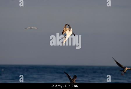 Gannet Sula Bassana Tauchen in das Meer für Lebensmittel Dorset Küste UK Stockfoto