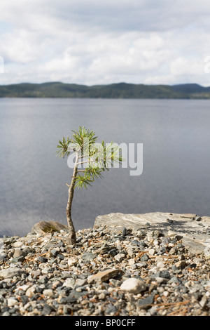 Junge Tanne an einem See Stockfoto