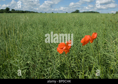 Zwei Mohnblumen in einem Meer von Grün Stockfoto