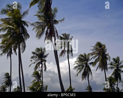 Kokospalmen auf der Insel Koh Samui, Thailand (Detail) Stockfoto