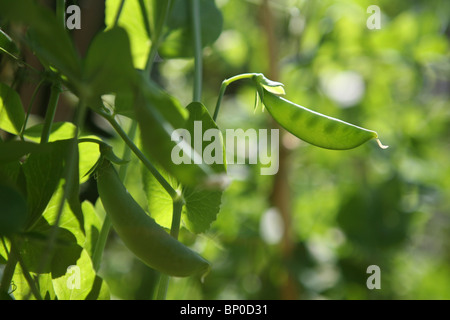 Pisum Sativum var. Saccharatum - Mange tout / Schnee Erbse, außerhalb auf Pflanze wächst Stockfoto