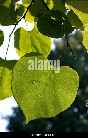 Sommer Blätter von Redbud Cercis Canadensis im Osten der USA Stockfoto
