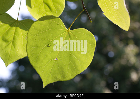 Sommer Blätter von Redbud Cercis Canadensis im Osten der USA Stockfoto