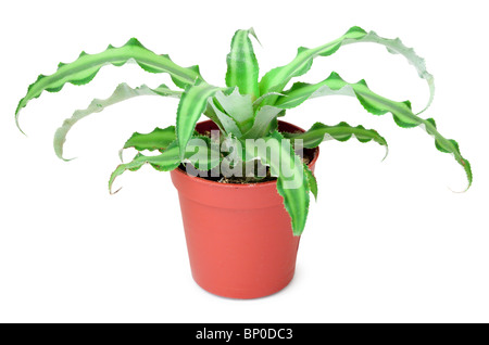 Pflanzen Sie in einem kleinen Topf, den es auf weißem Hintergrund isoliert ist Stockfoto