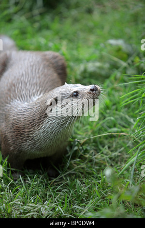 England, Cornwall, Tamar Otter & Wildlife Centre. Europäische Otter in einem Erhaltungszucht-Projekt. Stockfoto